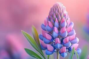 Lupine Wildflower Seeds pink & blue