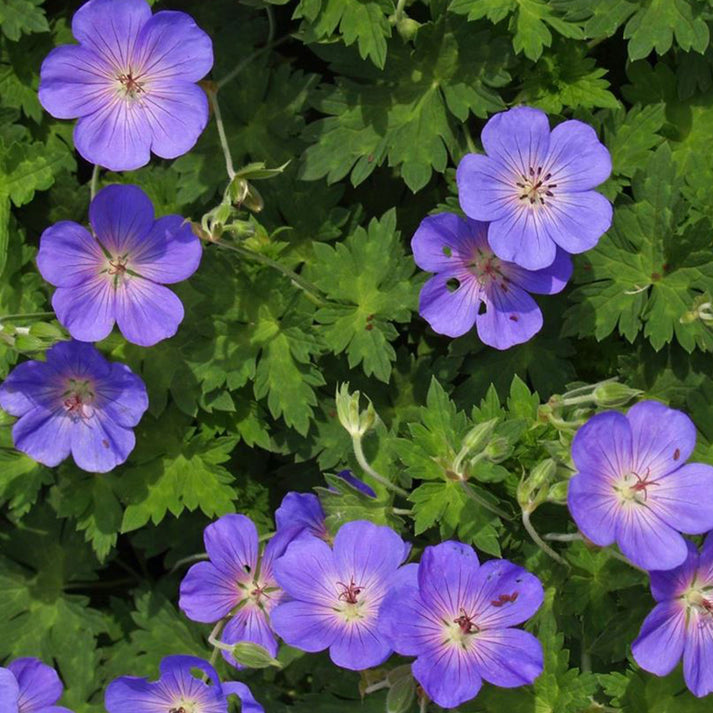 hardy geranium from seed Hardy Geranium (Cranesbill) Flower Seeds for Planting – Heirloom, Non- – Pure Asia Seeds