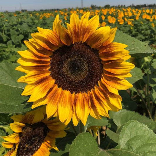 Bicolor Sunflower Seeds for Planting – Heirloom, Non-GMO, Pollinator-Friendly