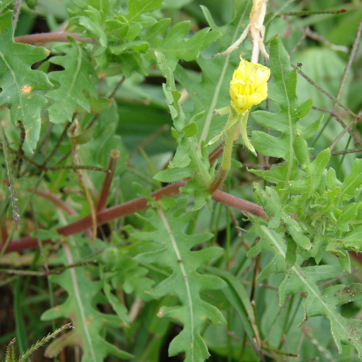 Semillas de flores de onagra de hoja cortada