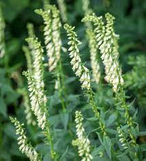 Yellow Foxglove Seeds