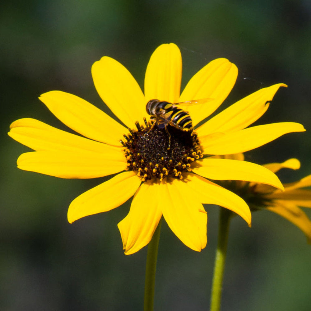 Swamp Sunflower Seeds for Planting – Heirloom, Non-GMO, Easy to Grow, Perennial