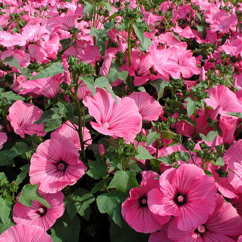 Lavatera Flower seeds for Planting - Low Maintenance, Heirloom & GMO Free Seeds for Home Garden
Sale for planting in home garden