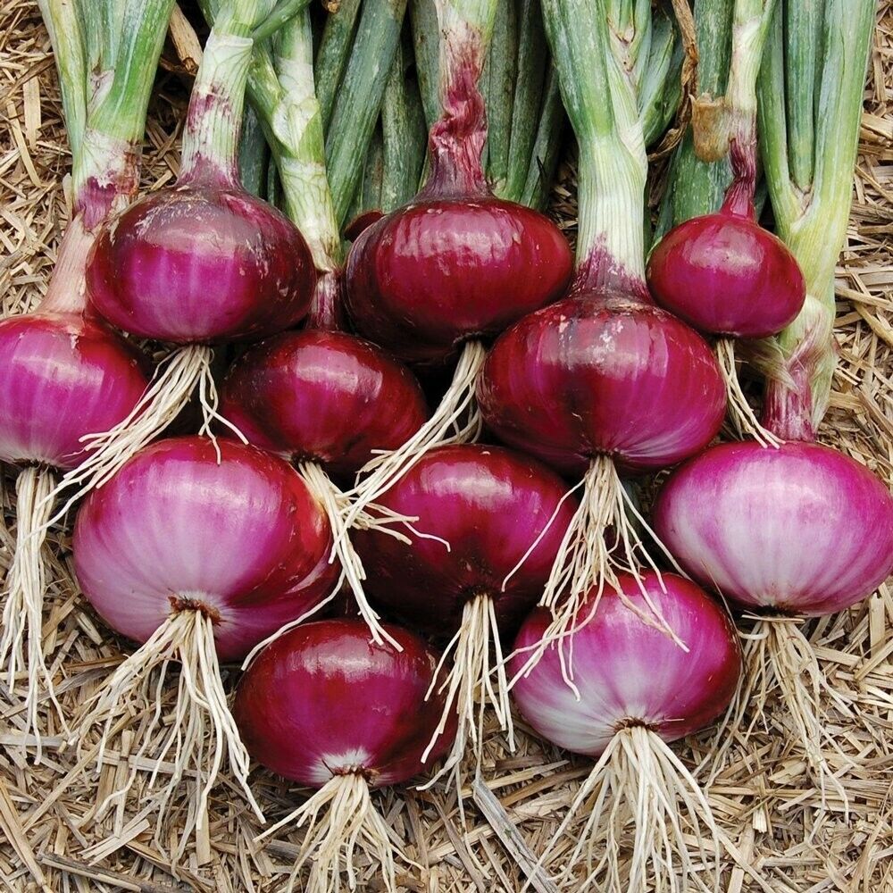 Red Burgundy Onion Vegetable Seeds