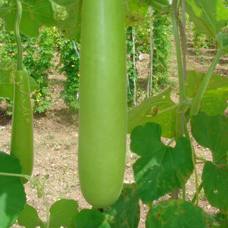 ヒョウタン野菜の種子