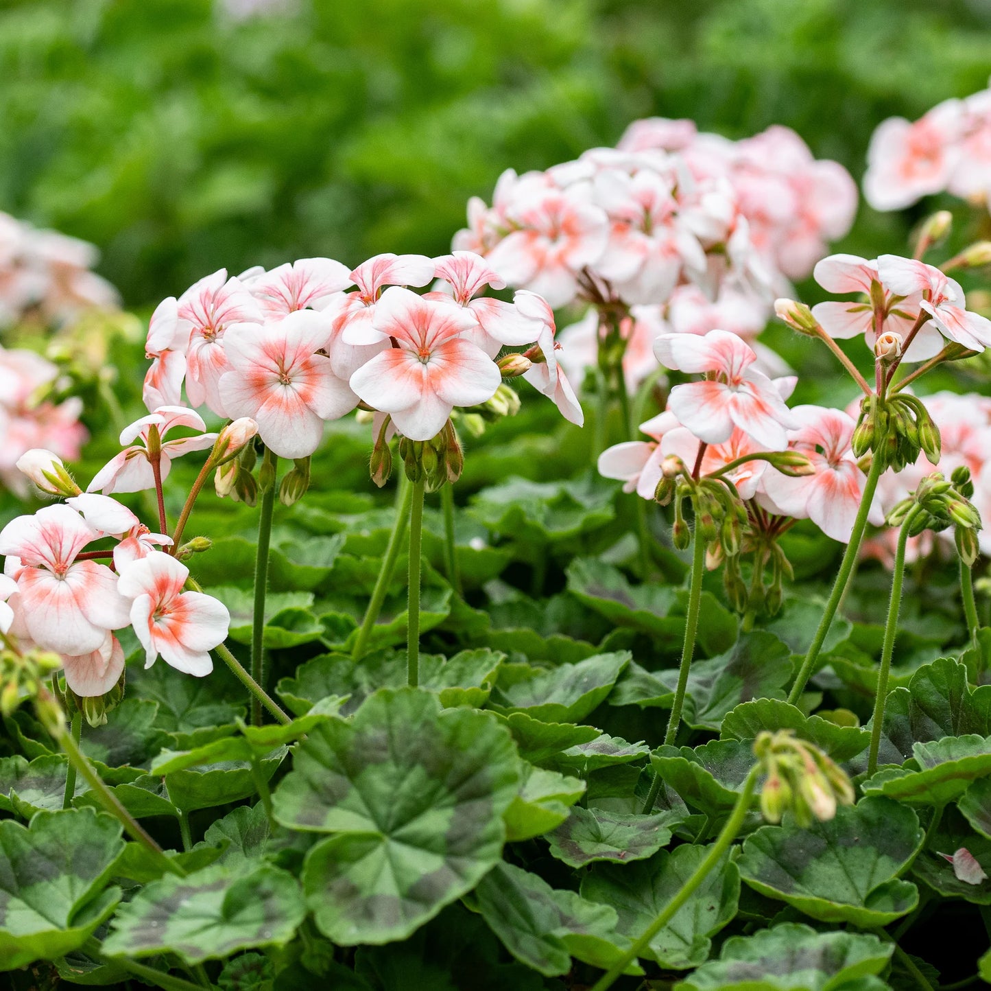Semillas de flores de geranio