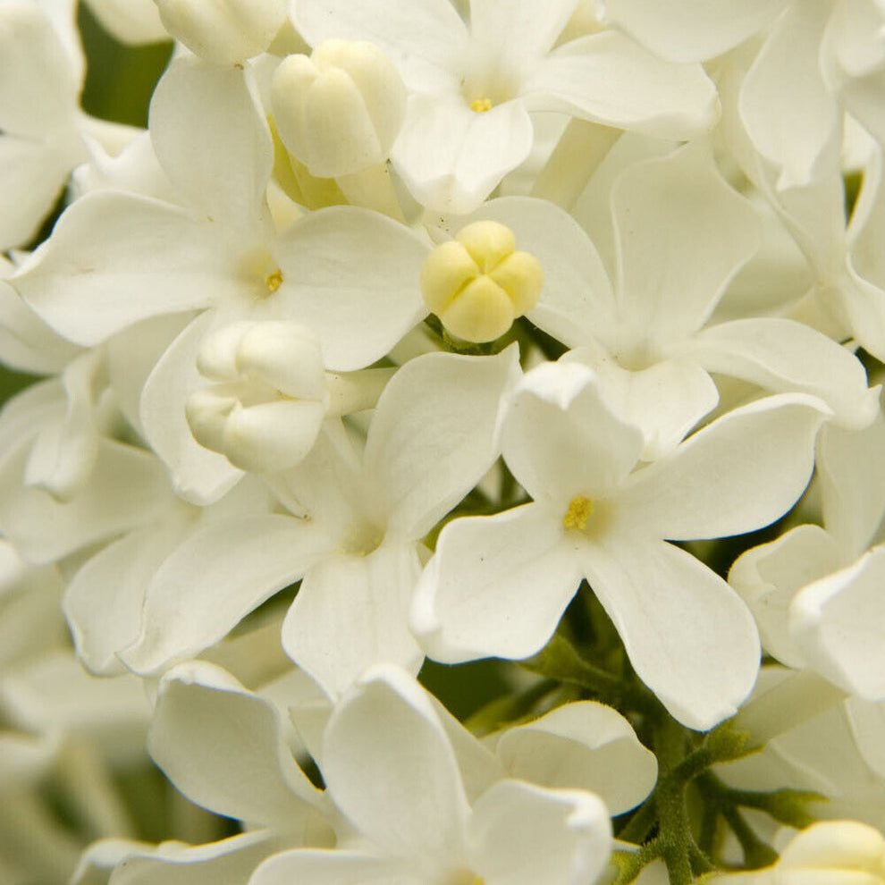 White Lilac Flower Seeds