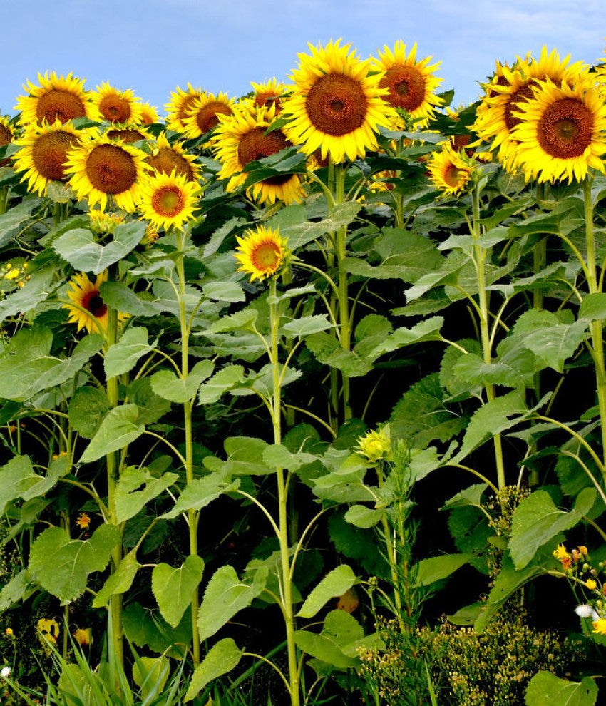 Brown Sunflower Flower seeds for Planting - Shade Tolerant, Heirloom & GMO Free Seeds for Home Garden
Sale for planting in home garden.