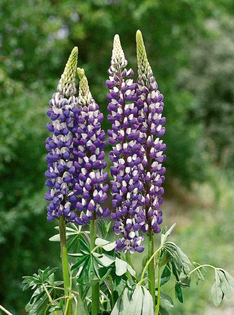 Lupine Wildflower Seeds purple & white