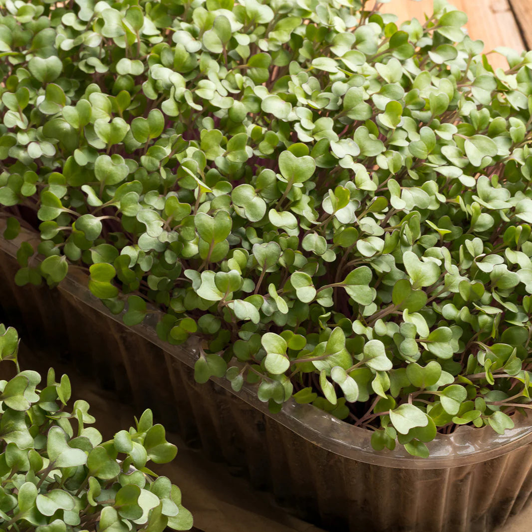 Basil 'Aristotle' Herb Seeds for Planting – Heirloom, Non-GMO, Easy to Grow