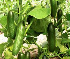 Beit Alpha Cucumber Seeds