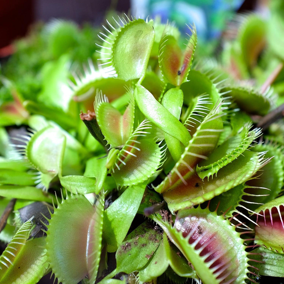 Venus Fly Trap Flower seeds for Planting - Cut Flower Favorite, Heirloom & GMO Free Seeds for Home Garden
Sale seeds for planting in home garden