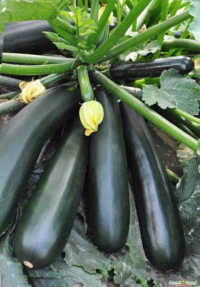 Graines de courgette Black Beauty
