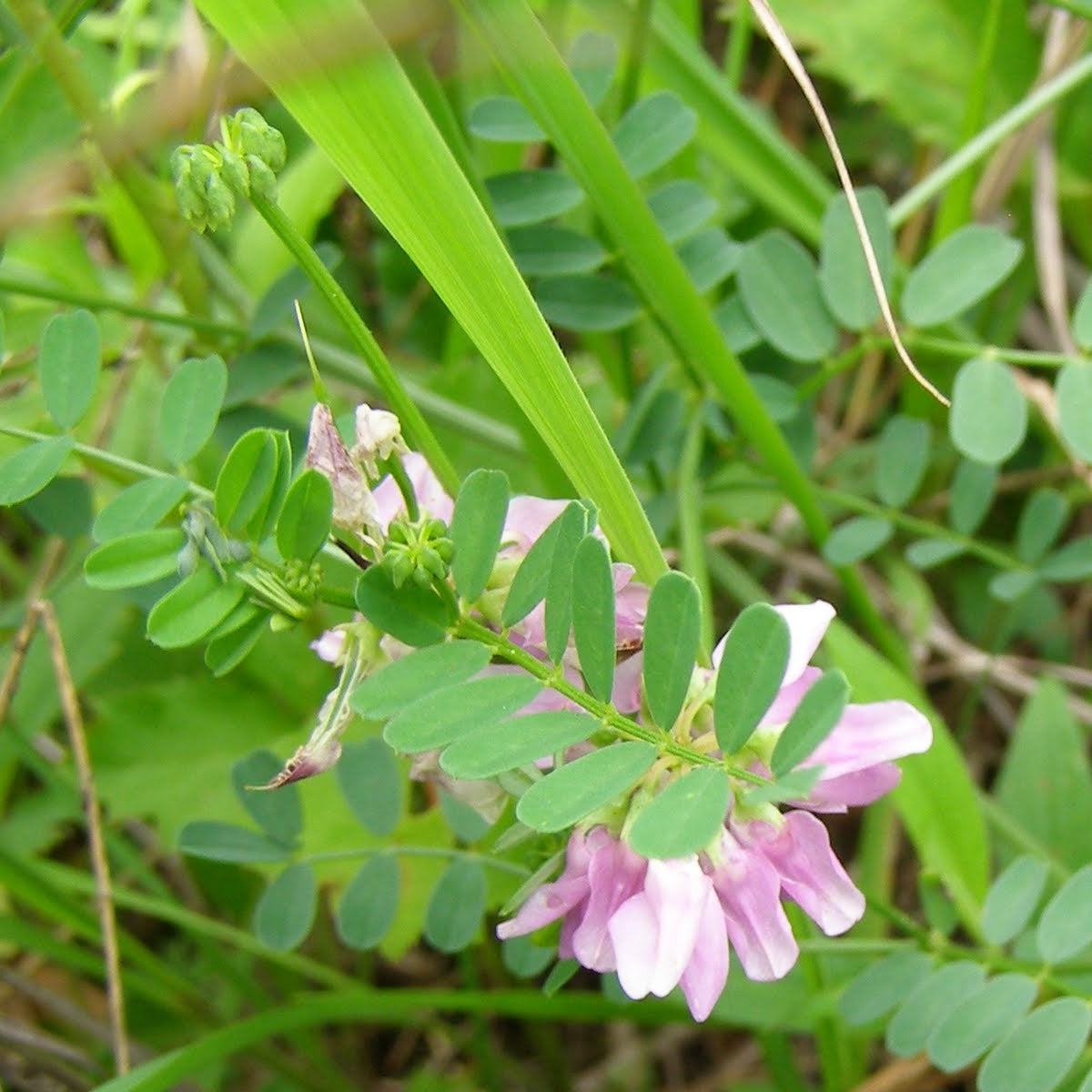 Crown Vetch Flower Seeds