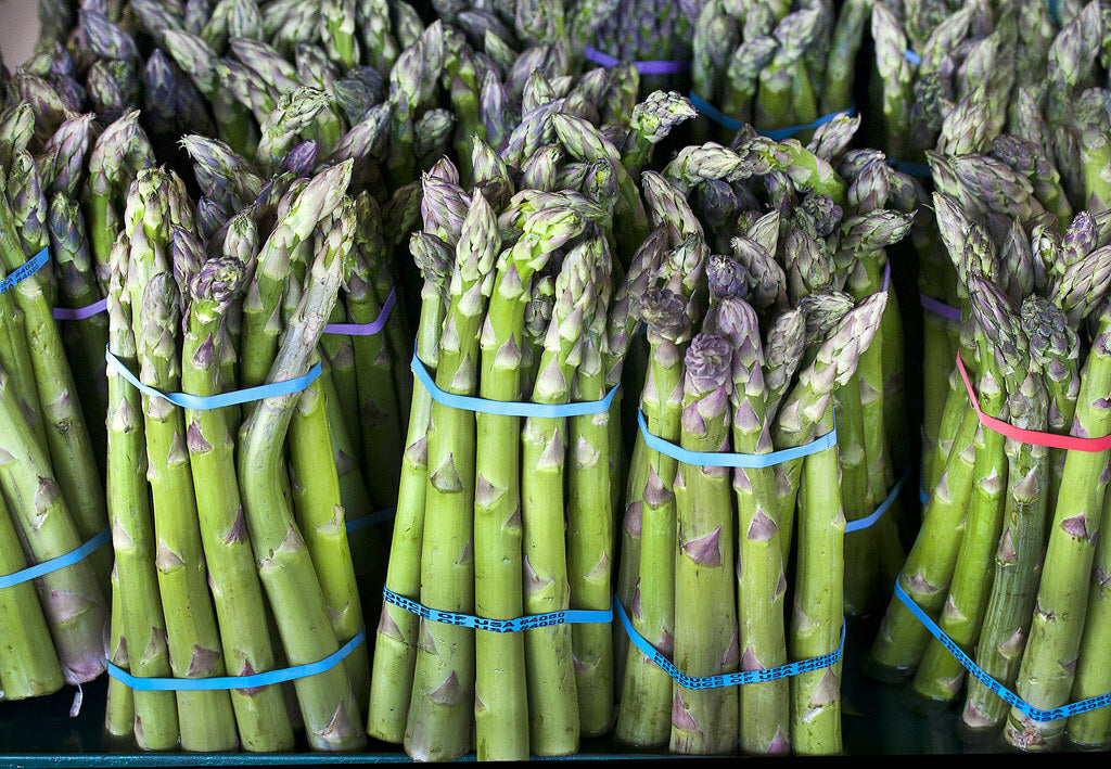 Graines d'asperge Heirloom Mary Washington