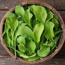 Ohio Erbstück Rucola Samen