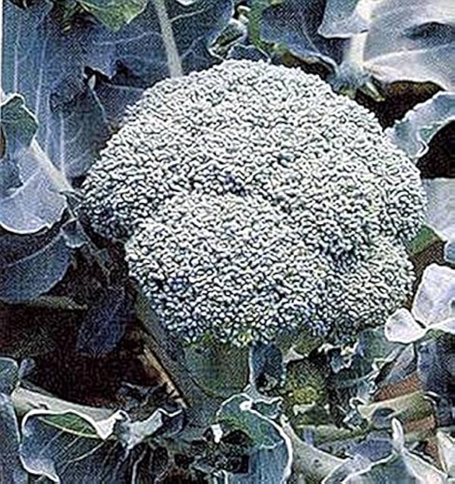 Semi di broccoli Gardeners Basics