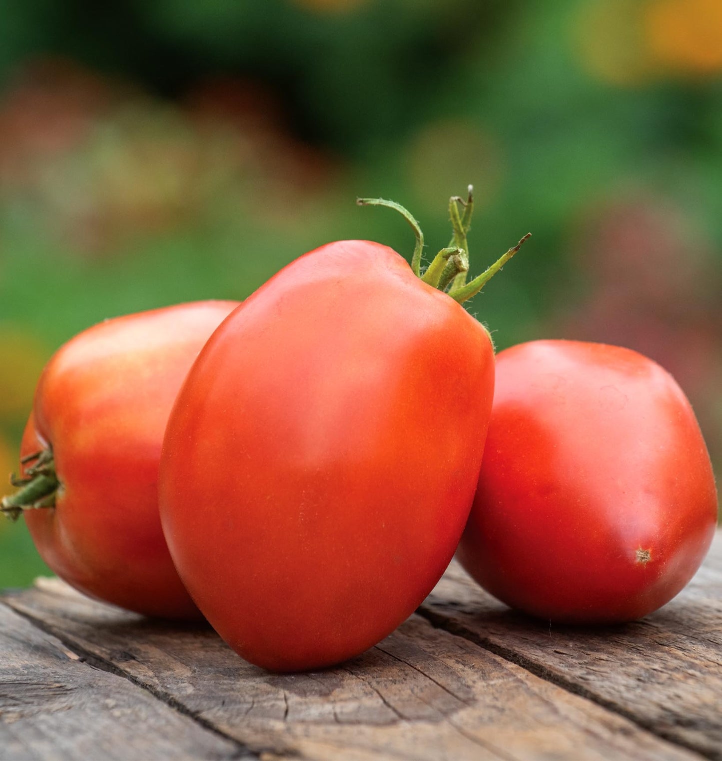 Burpee 'Gladiator' Roma Tomato Seeds
