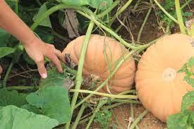 Long Island Cheese Squash Seeds