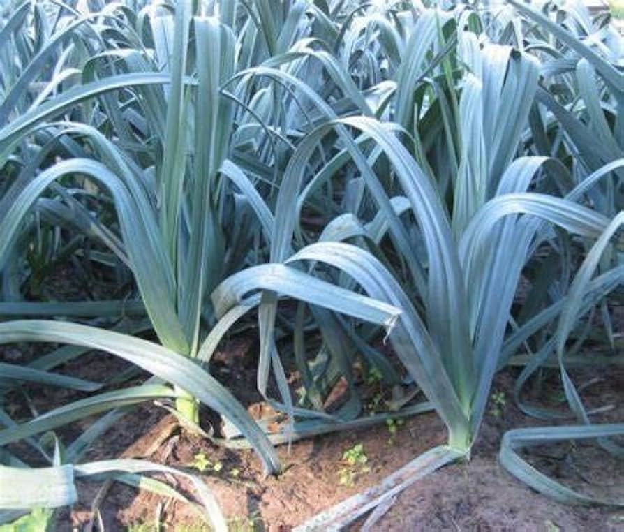 Giant Musselburgh Leek Seeds
