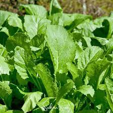 Florida Broadleaf Mustard Seeds
