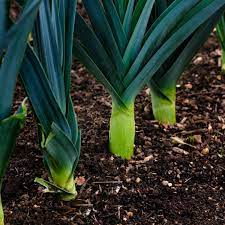 American Flag Leek Seeds