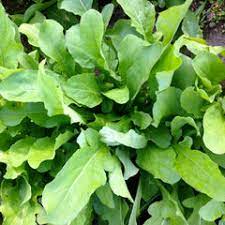 Semi di rucola – Perfetti per insalate, condimenti per pizza e panini