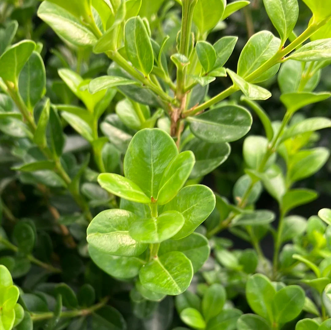 Japanese Boxwood Hedge (Buxus microphylla) Shrub Seeds for Planting – Heirloom, Non-GMO, Evergreen