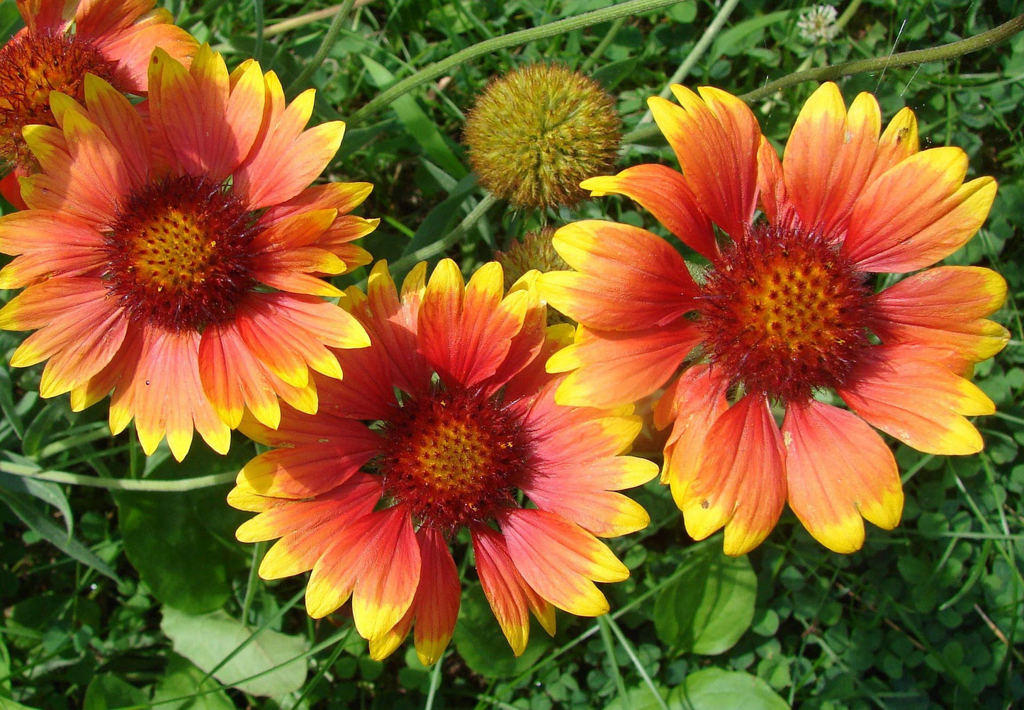 Texas/Oklahoma Wildflower Seeds