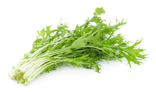 Wilde Rucola Samen