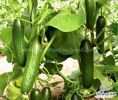 Beit Alpha Cucumber Seeds for Planting