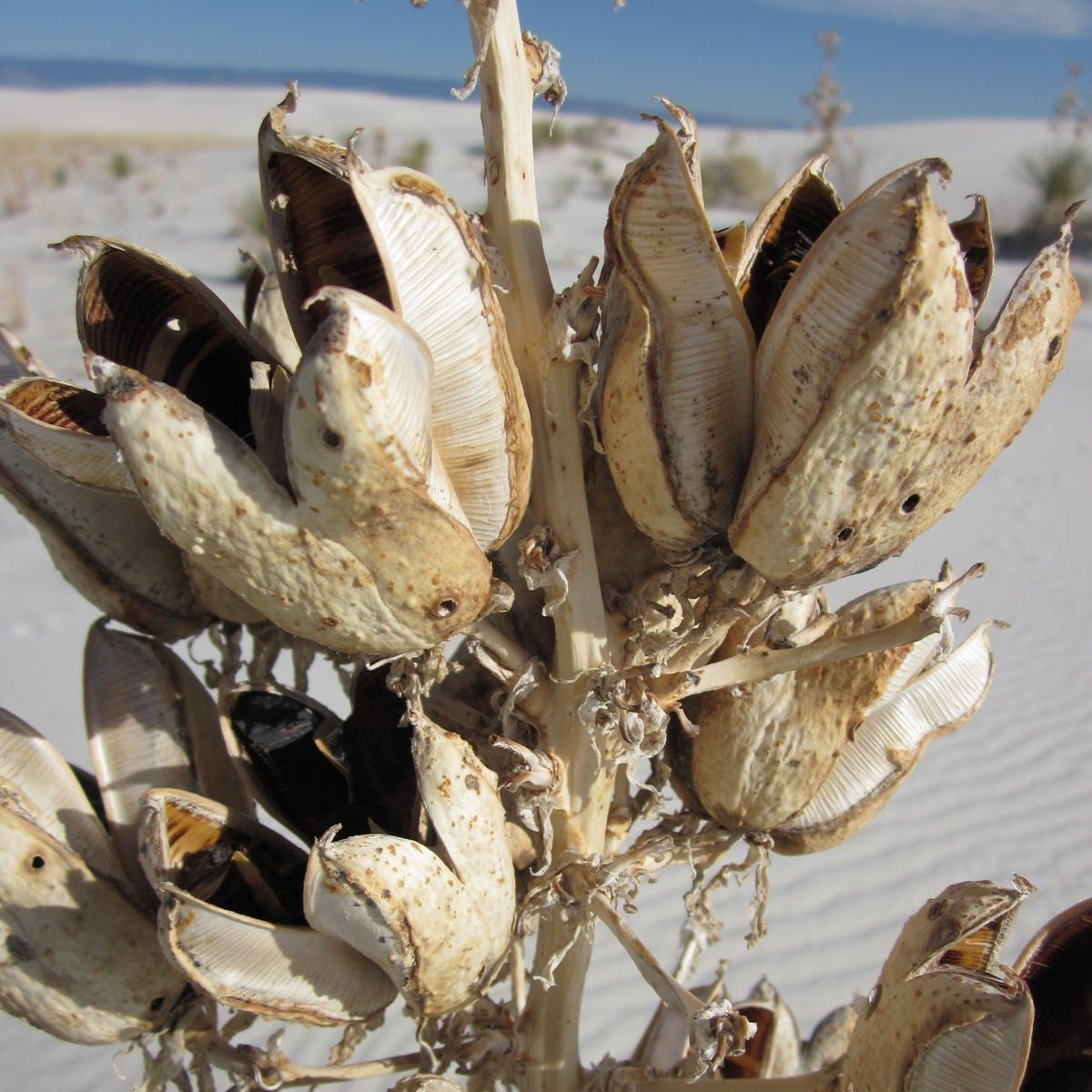 Graines de fleur de yucca