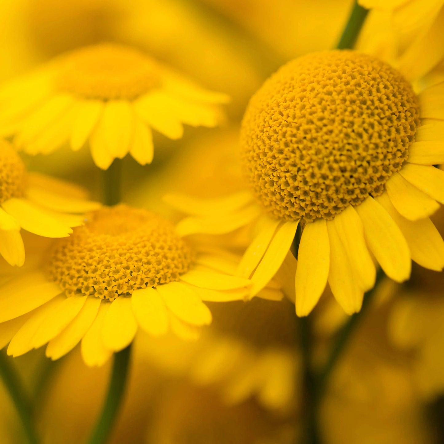 Chamomile Orange Marguerite Daisy Herb Seeds