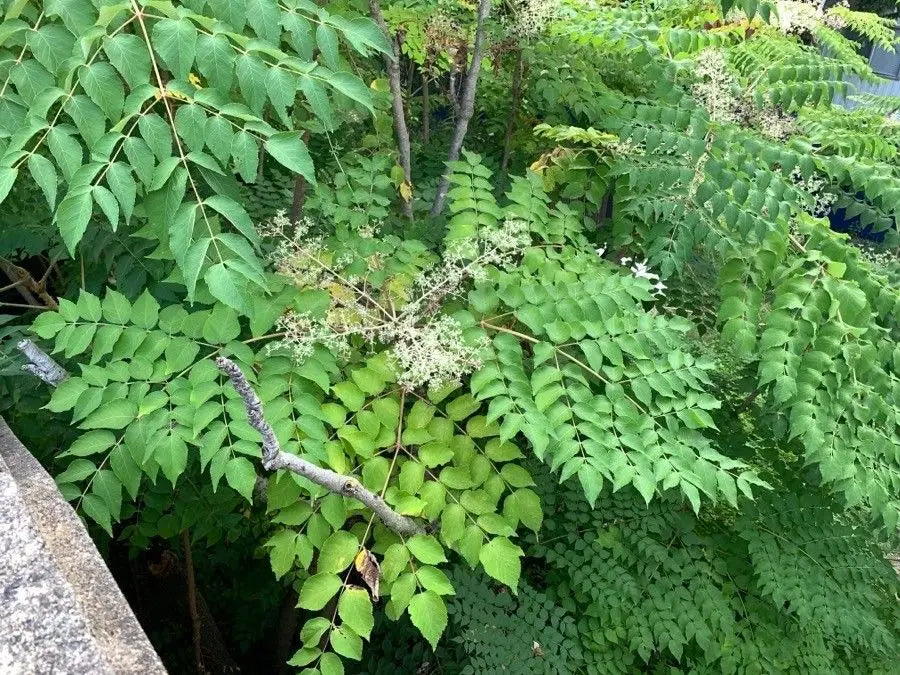 Semi di albero Aralia Spinosa