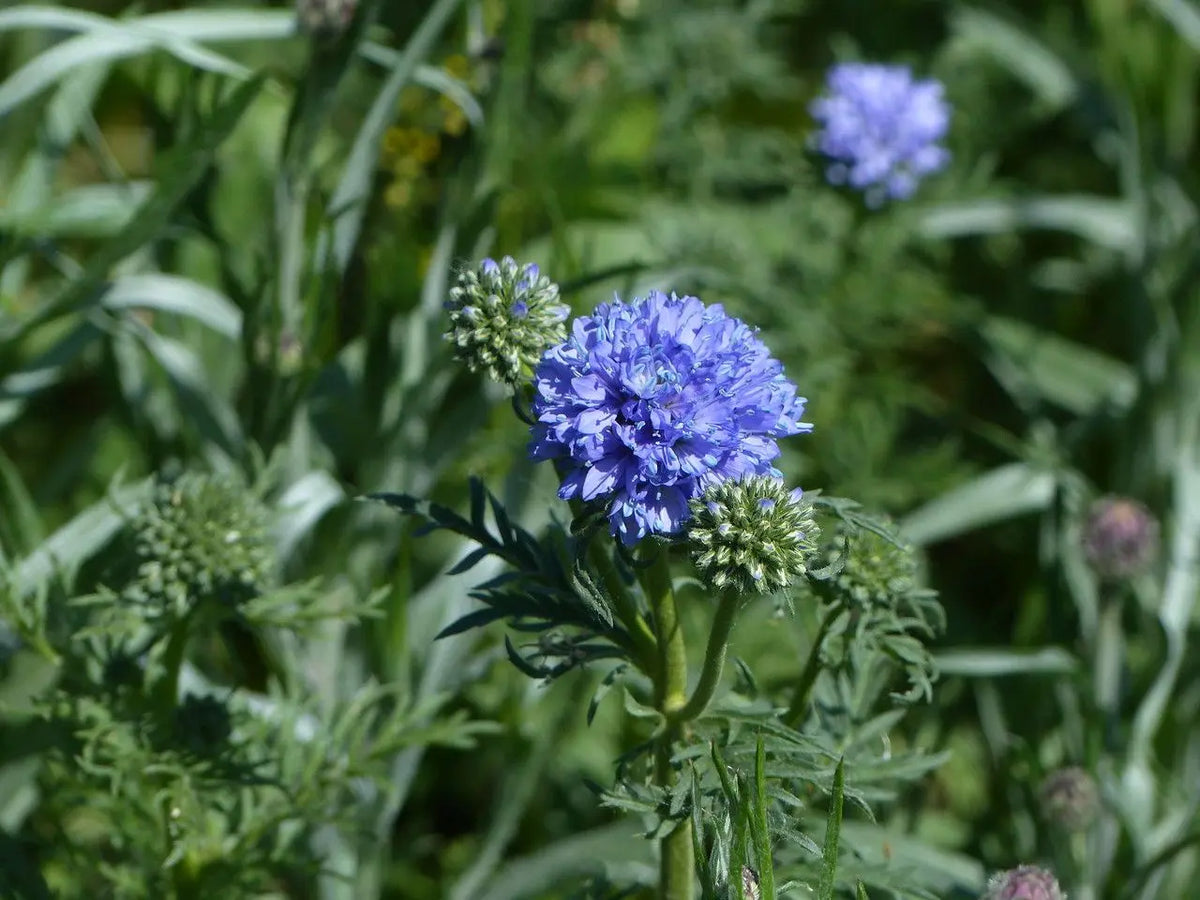 Globe Gilia Flower seeds for Planting Hardy Variety Hei