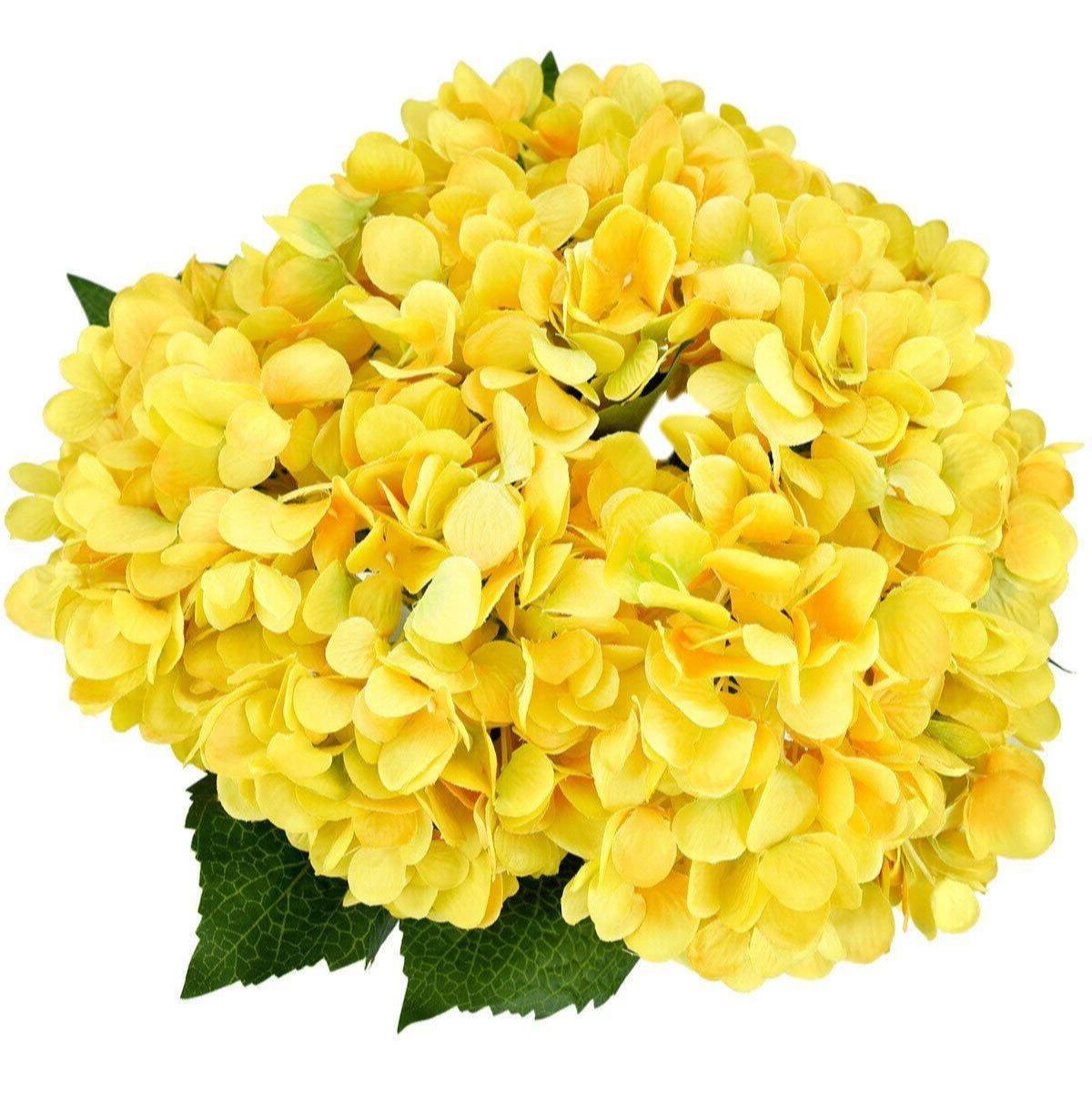 Yellow Hydrangea Flower Seeds