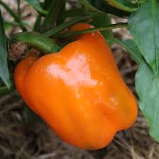Semi di Peperone Dolce - Arancione