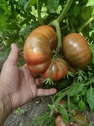 Graines de tomate Cherokee Purple - Haute germination