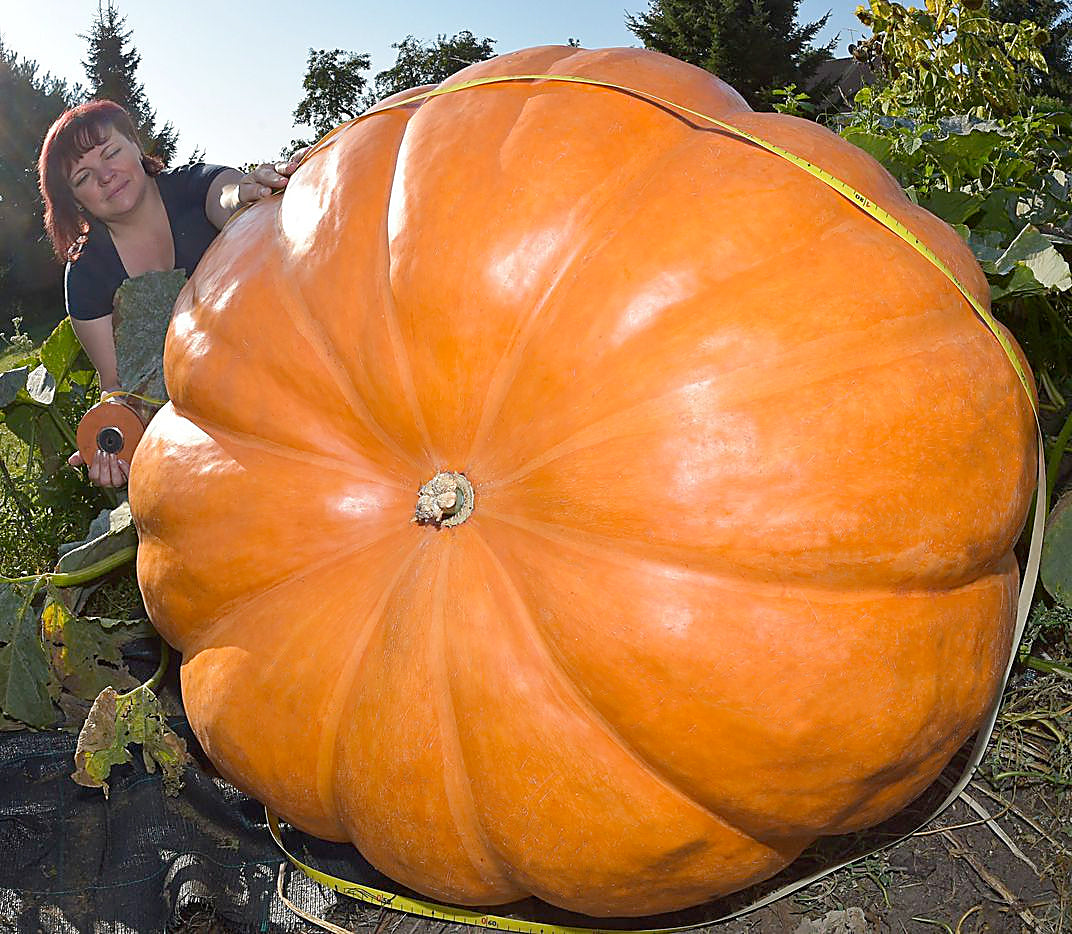 Giant Pumpkin Seeds – Grow Huge Pumpkins