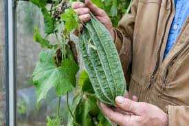 Semi di Luffa (Luffa) – Piantagione in Giardino