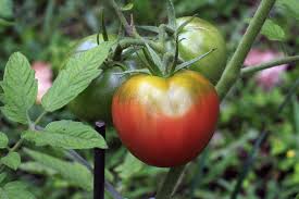 Graines de tomate Cherokee Purple - Haute germination