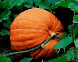 Giant Pumpkin Seeds – Grow Huge Pumpkins