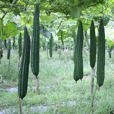 Semi di Luffa (Luffa) – Piantagione in Giardino