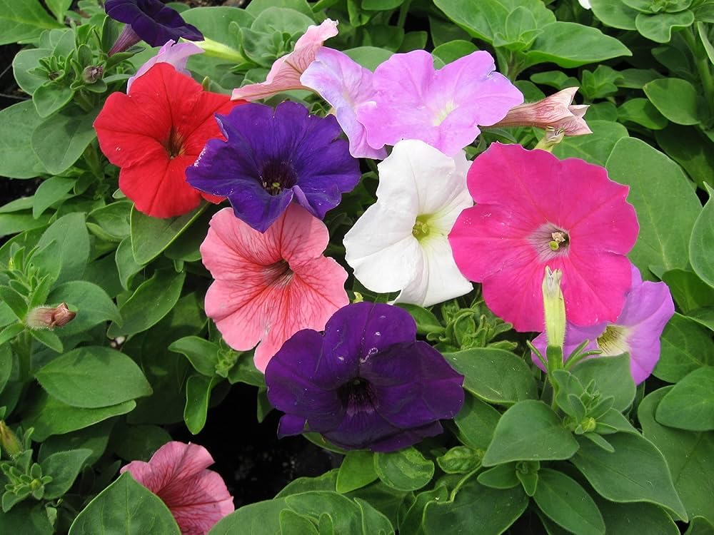 Petunia Flower Seeds for Planting
