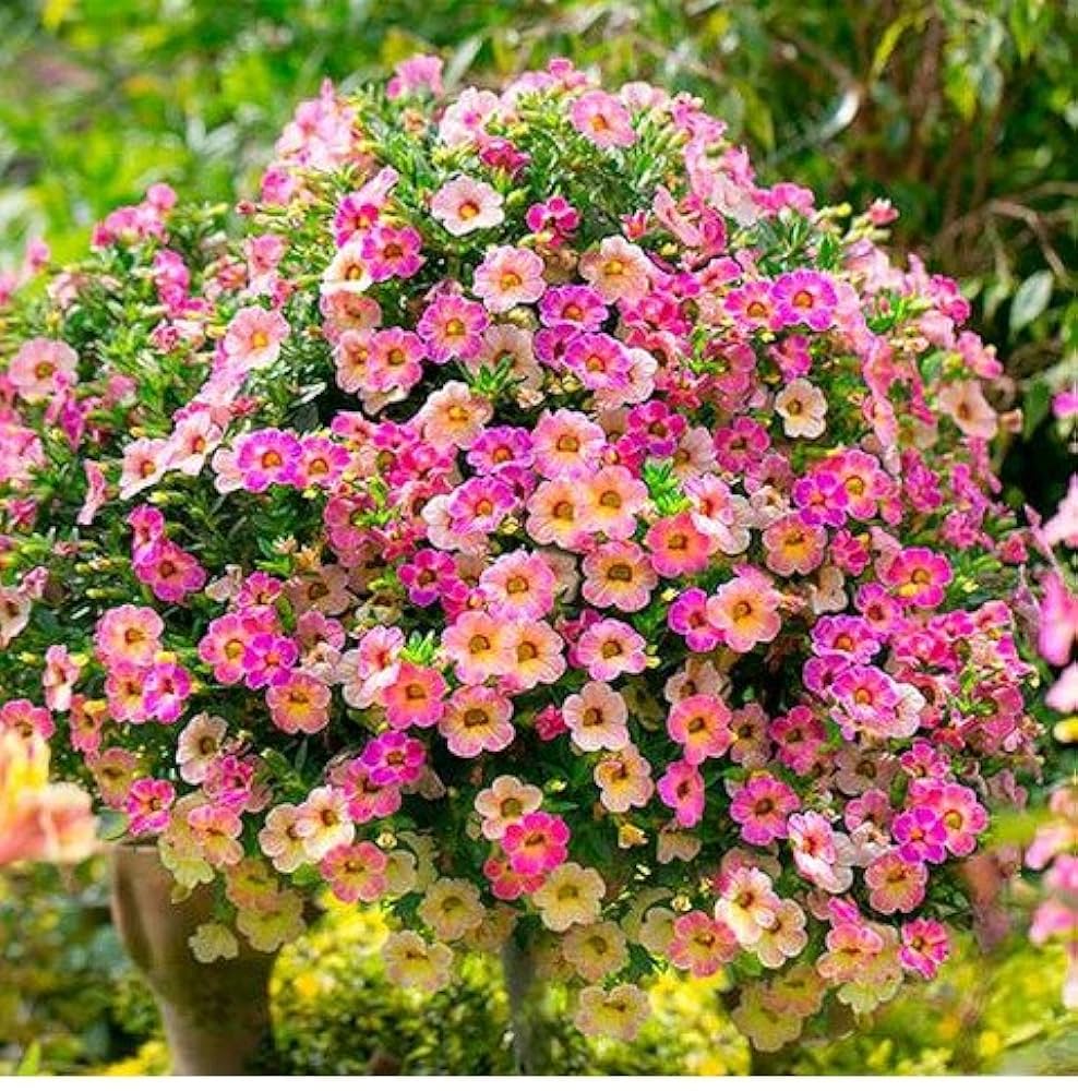 Petunia Flower Seeds for Planting