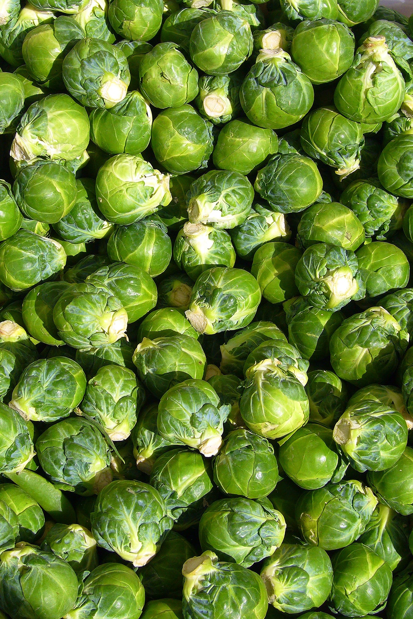 Graines de choux de Bruxelles - Jardin intérieur et extérieur