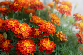 African Marigold Seeds for planting Red and yellow
