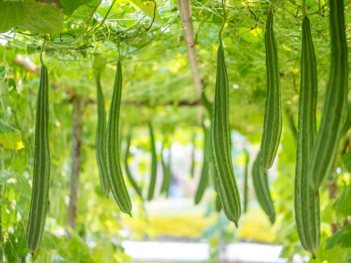 Semi di Luffa (Luffa) – Piantagione in Giardino