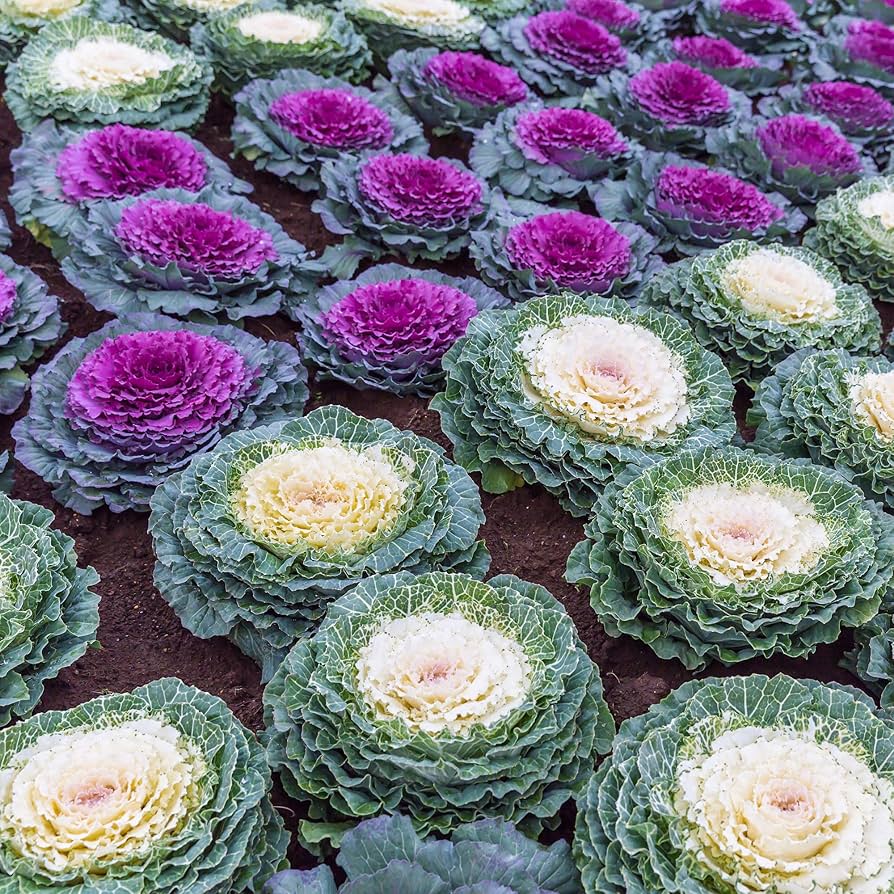 Graines de chou - Graines de plantes colorées