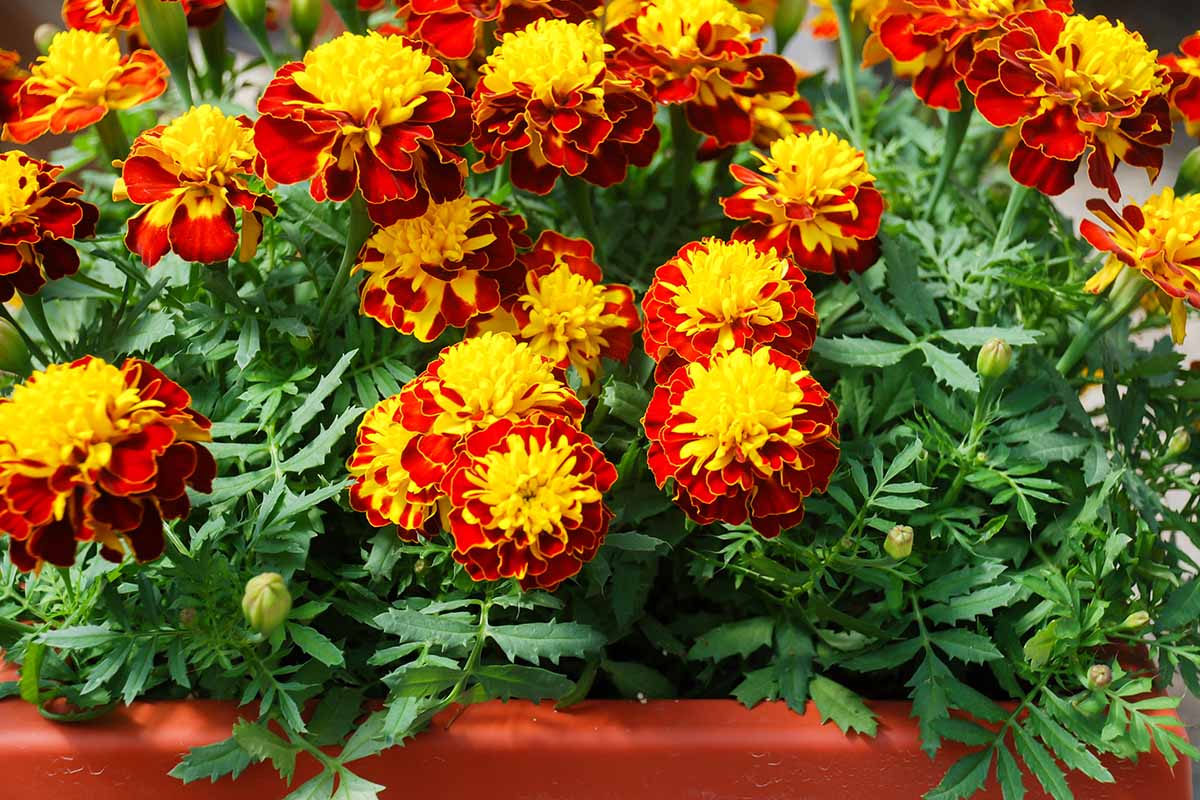 African Marigold Seeds for planting Red and yellow